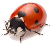 Ladybug